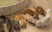 猫カフェの猫たち食事
